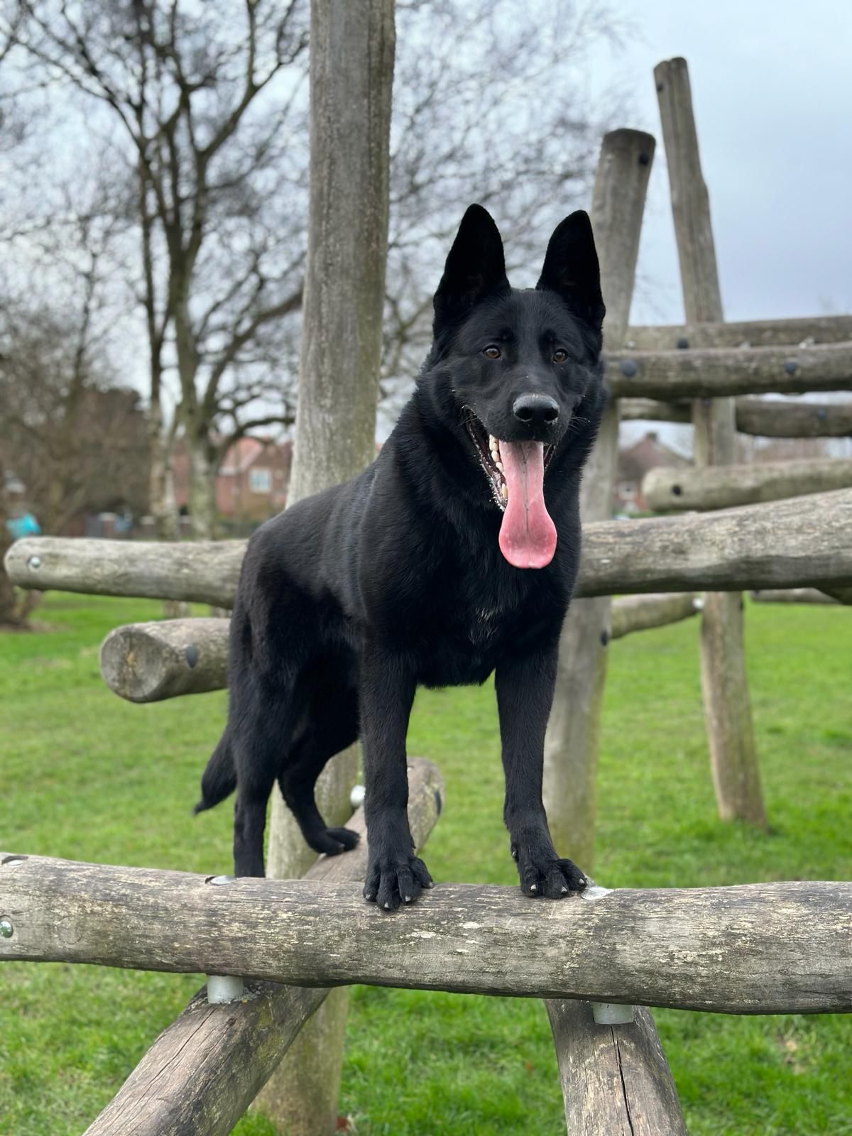 Black German Shepherd Dog mouth open with it's tongue out