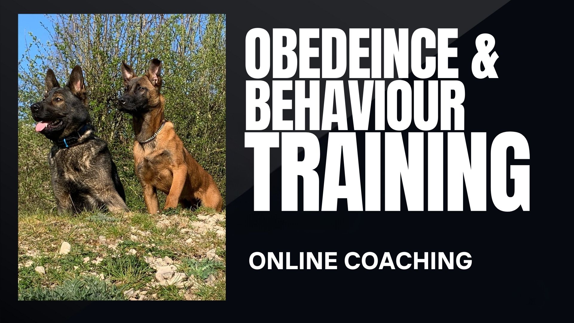 Dog Obedience & Behaviour Training