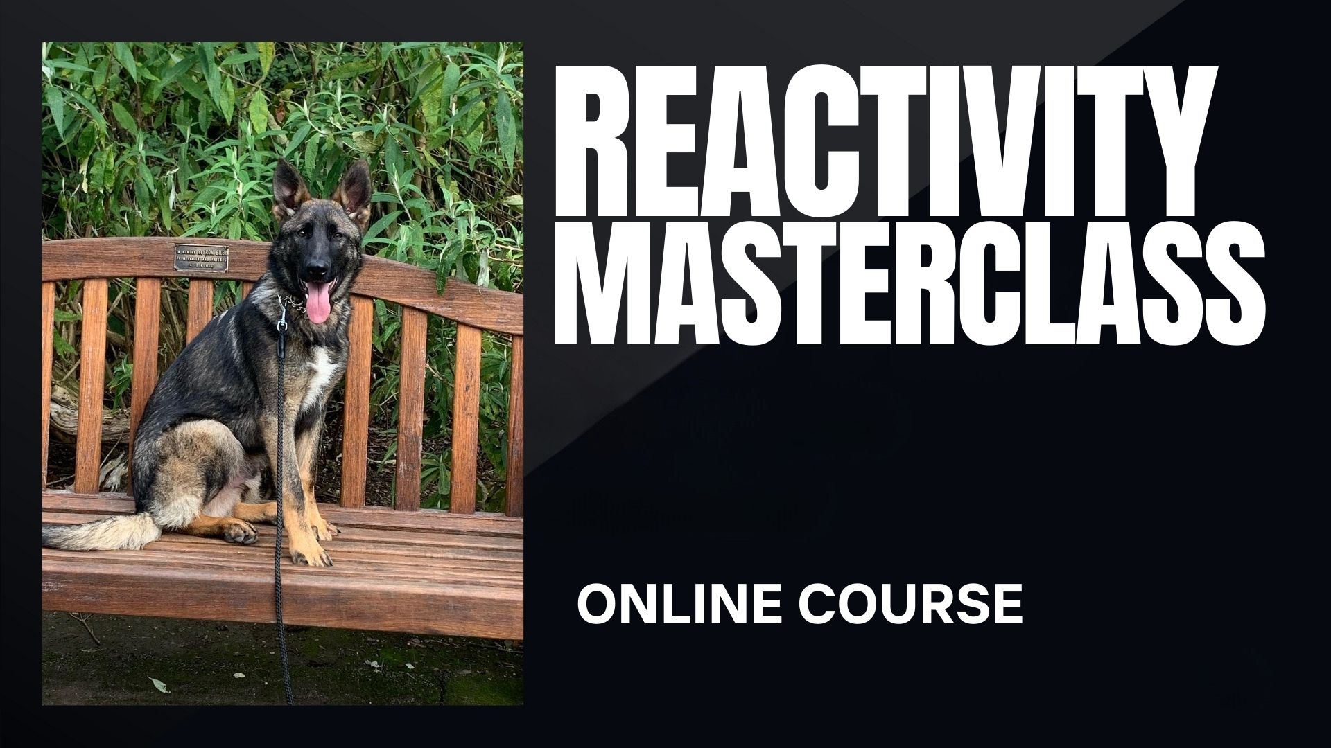 Dog Reactivity Masterclass